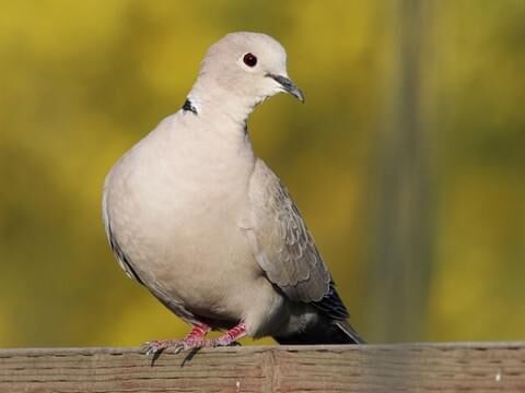 Eurasian dove